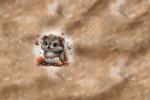Vorbestellung *Autumn Animals* - Eigenproduktion - 5