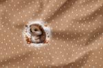 Vorbestellung *Autumn Animals* - Eigenproduktion - 4